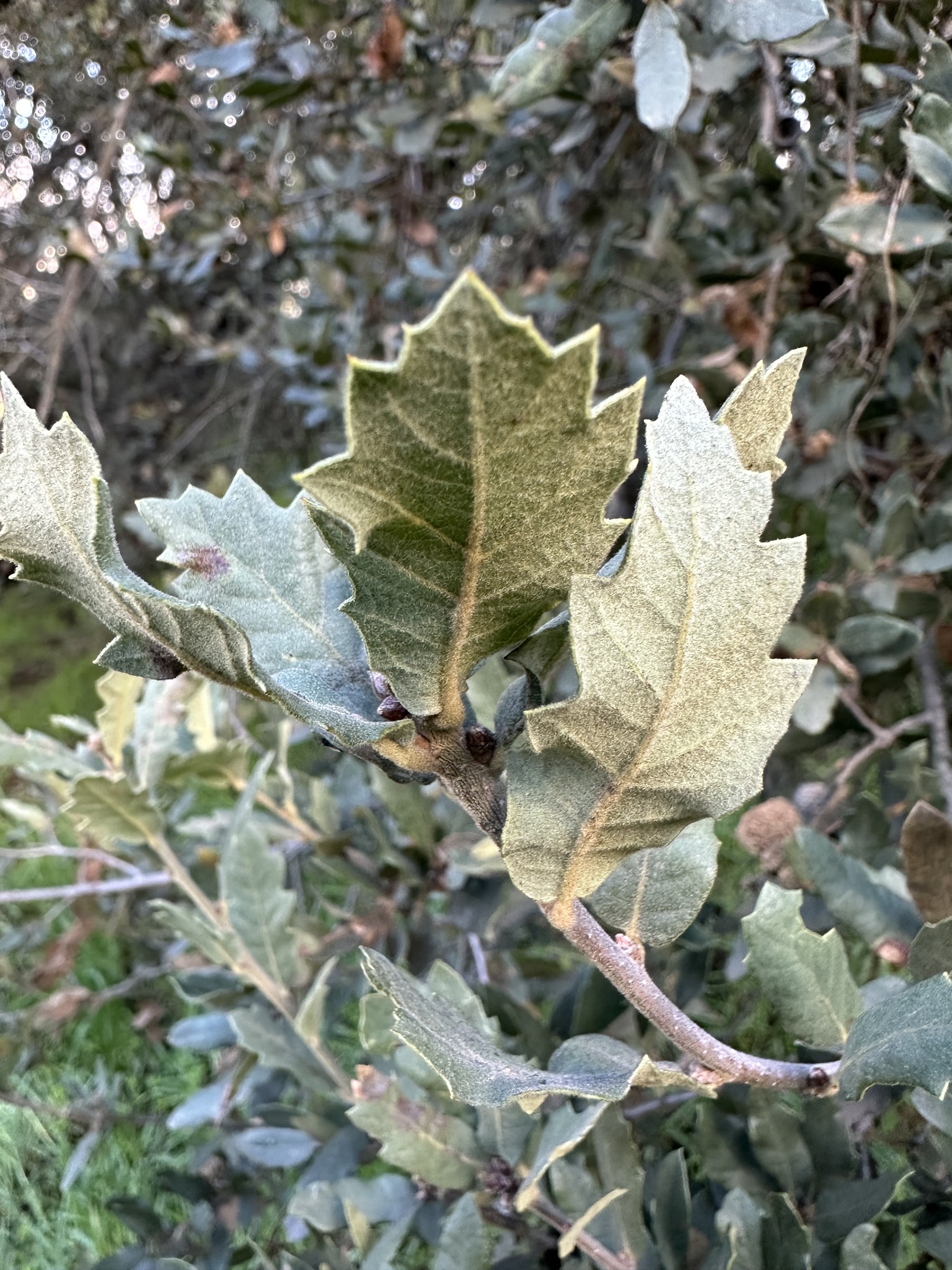 A photo by @possiblybuddha on iNaturalist of an Quercus x ewanii leaf.