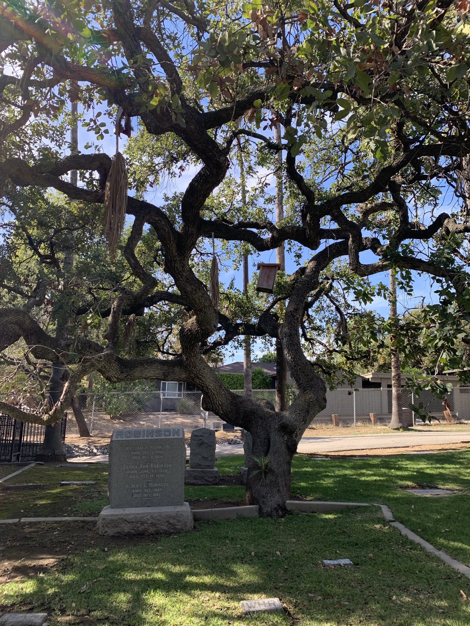 A photo by @possiblybuddha on iNaturalist of an Engelmann Oak tree in its habit.