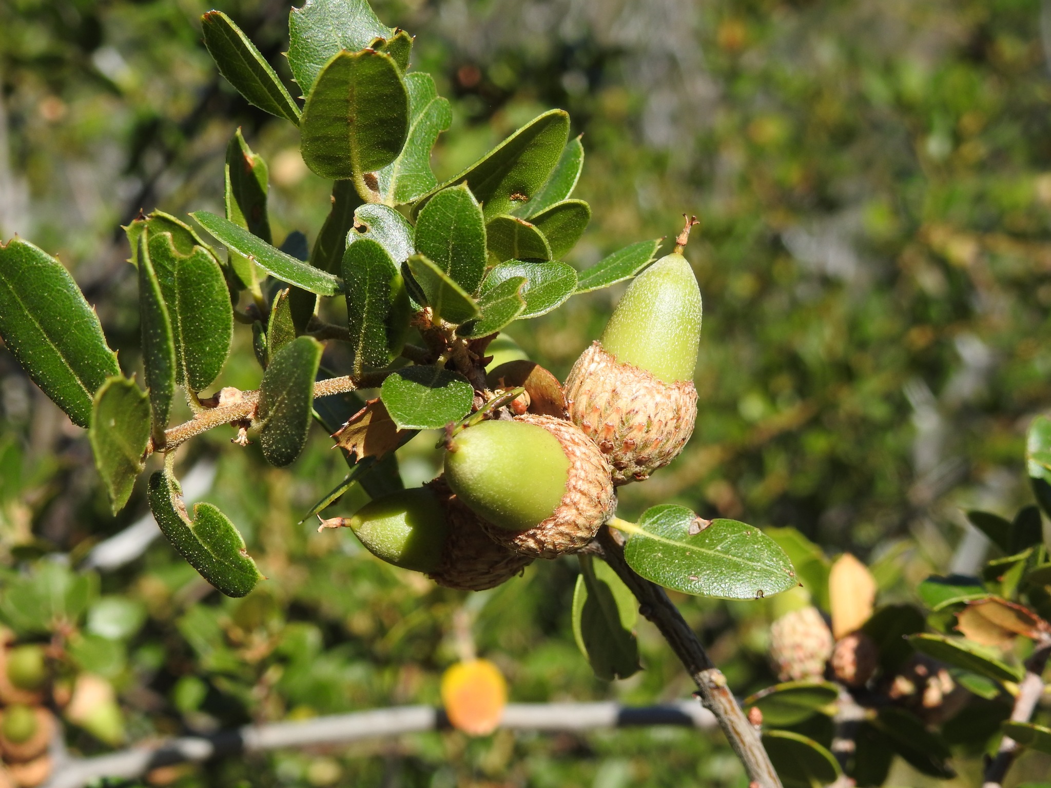 A photo by @bryanbrasmussen on iNaturalist of an Interior Live Oak acorn.