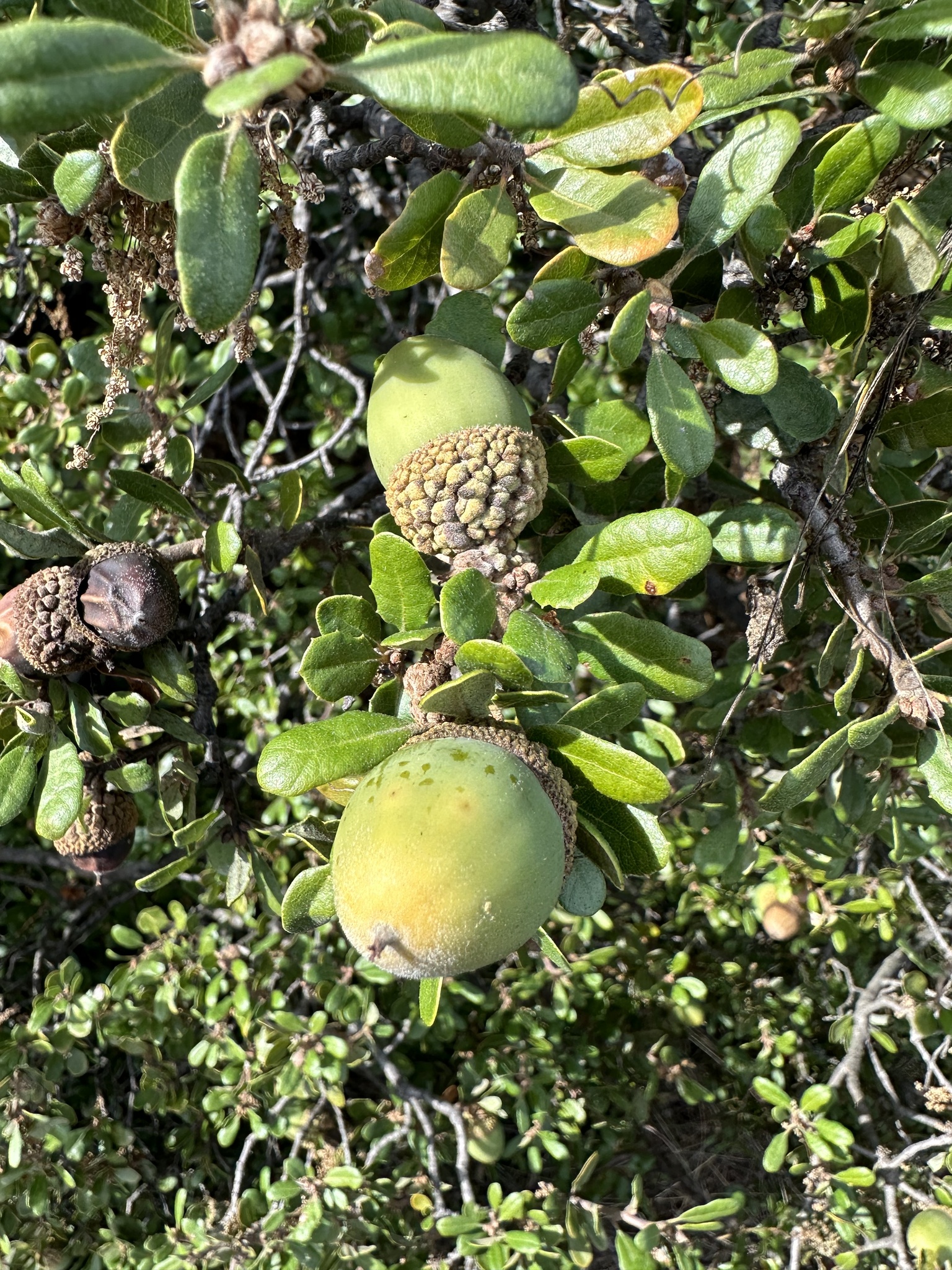A photo by @possiblybuddha on iNaturalist of a San Gabriel Oak acorn.