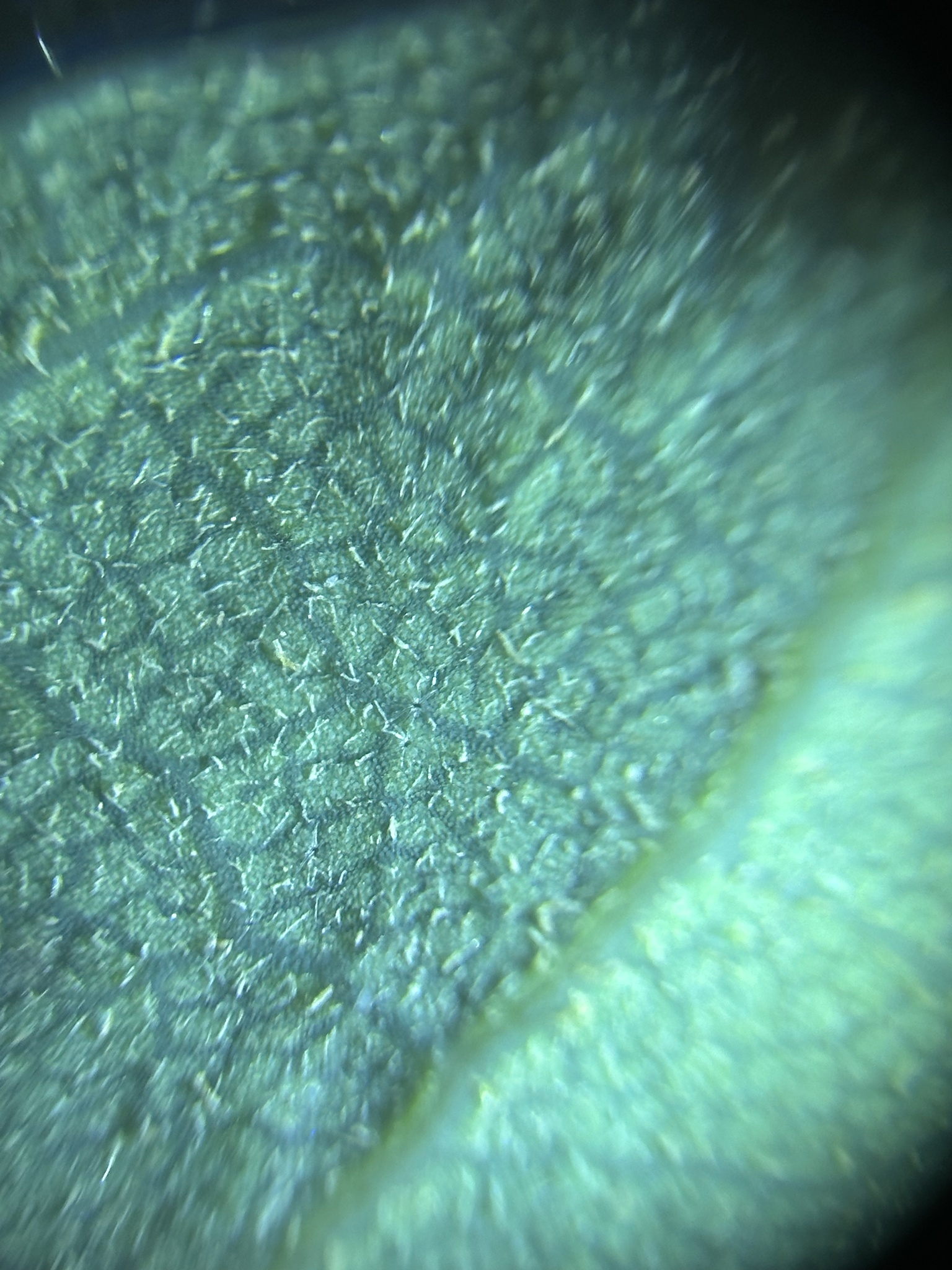 A photo by @possiblybuddha on iNaturalist of a Scrub Oak leaf underside, in macro.