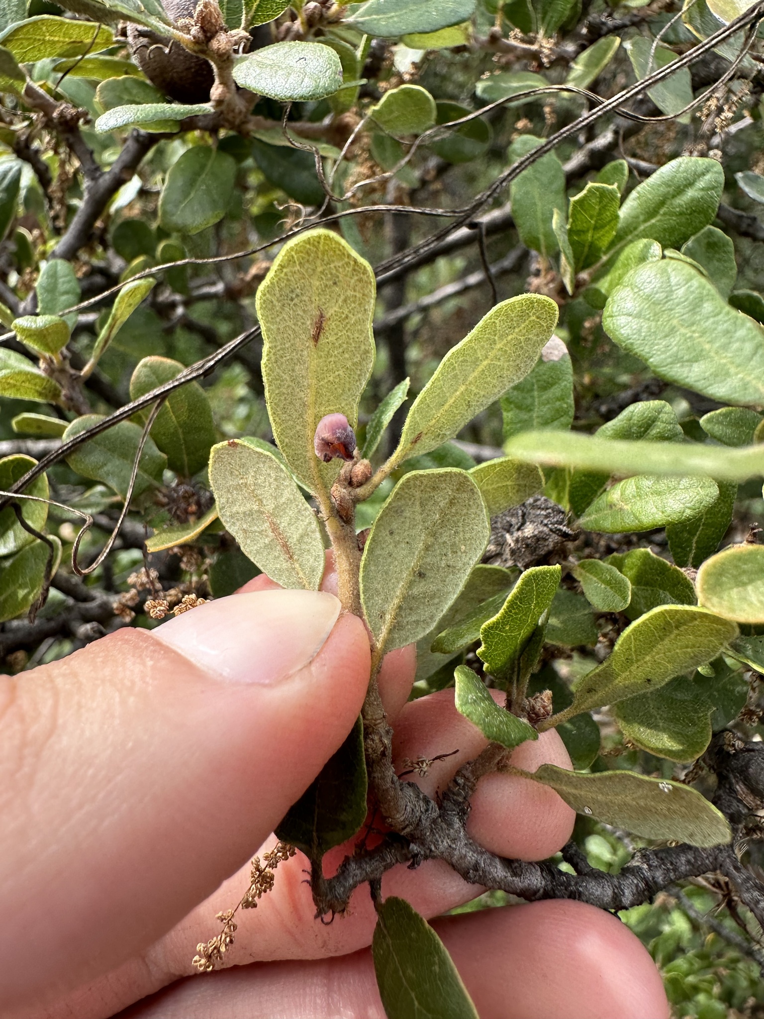 A photo by @possiblybuddha on iNaturalist of San Gabriel Oak leaf underside and fruit.