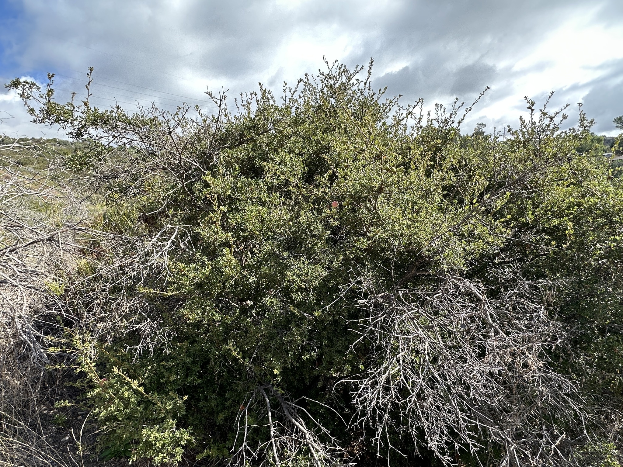 A photo by @possiblybuddha on iNaturalist of an Quercus x ewanii in its habit.