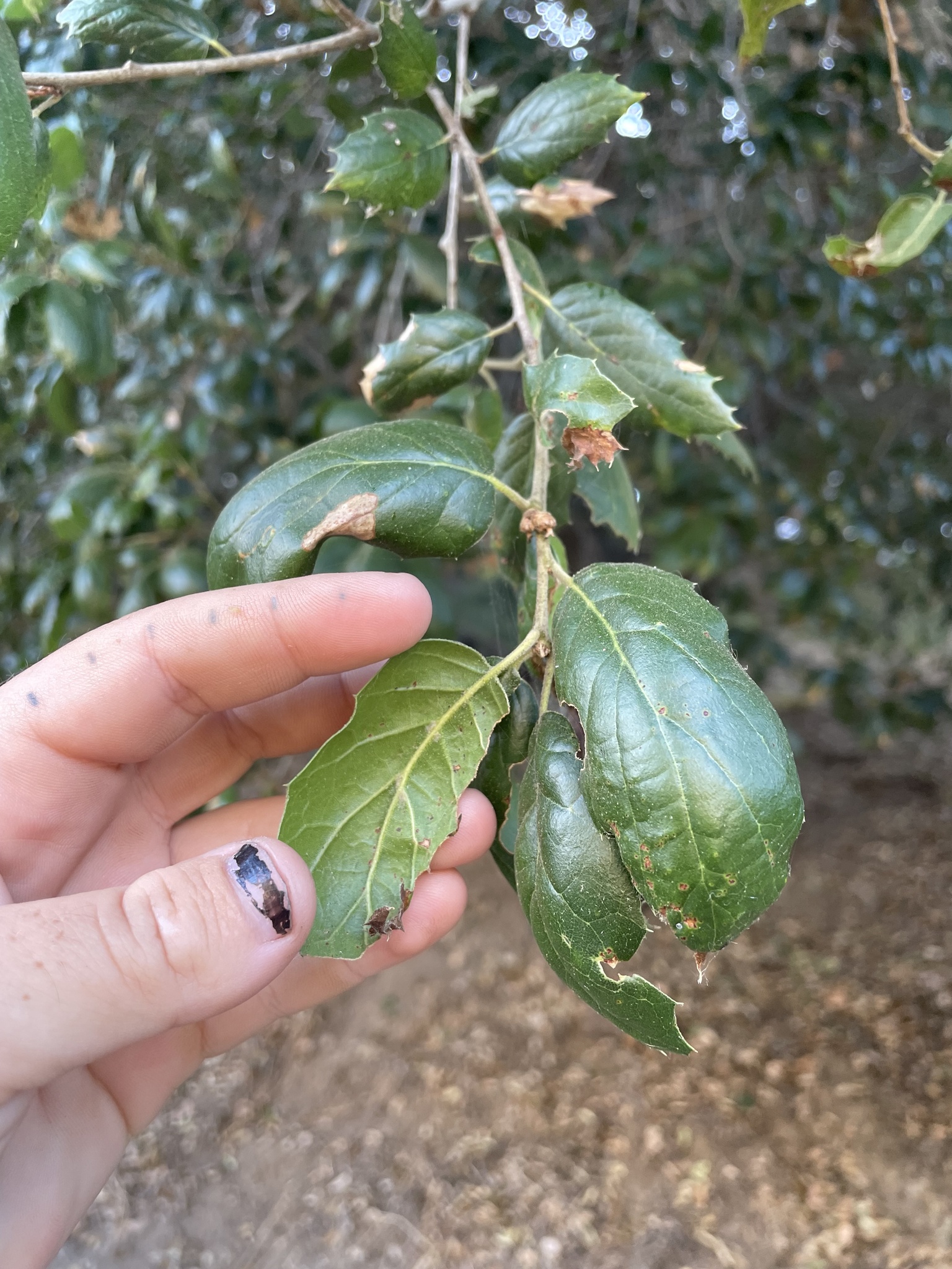 A photo by @salvmell on iNaturalist of a California Live Oak leaf top.