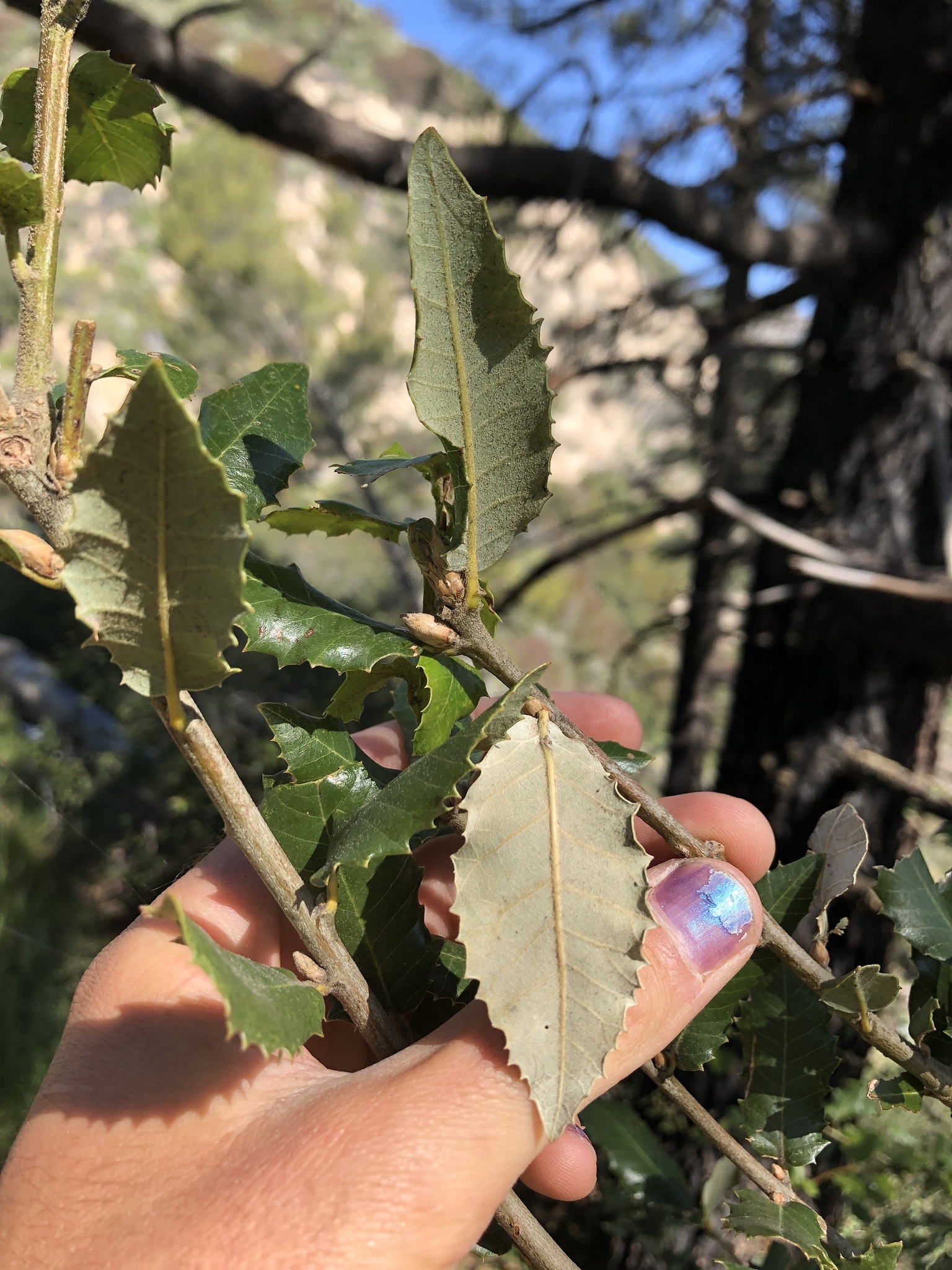 A photo by @quercusboletus on iNaturalist of a Canyon Live Oak leaf underside.