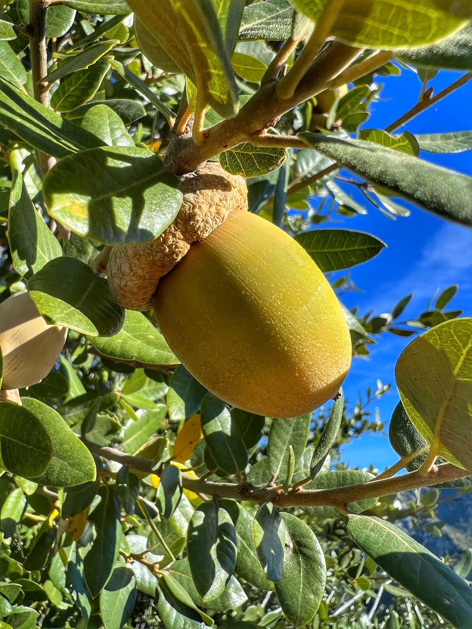 A photo by @aachkinazi on iNaturalist of a Canyon Live Oak acorn.