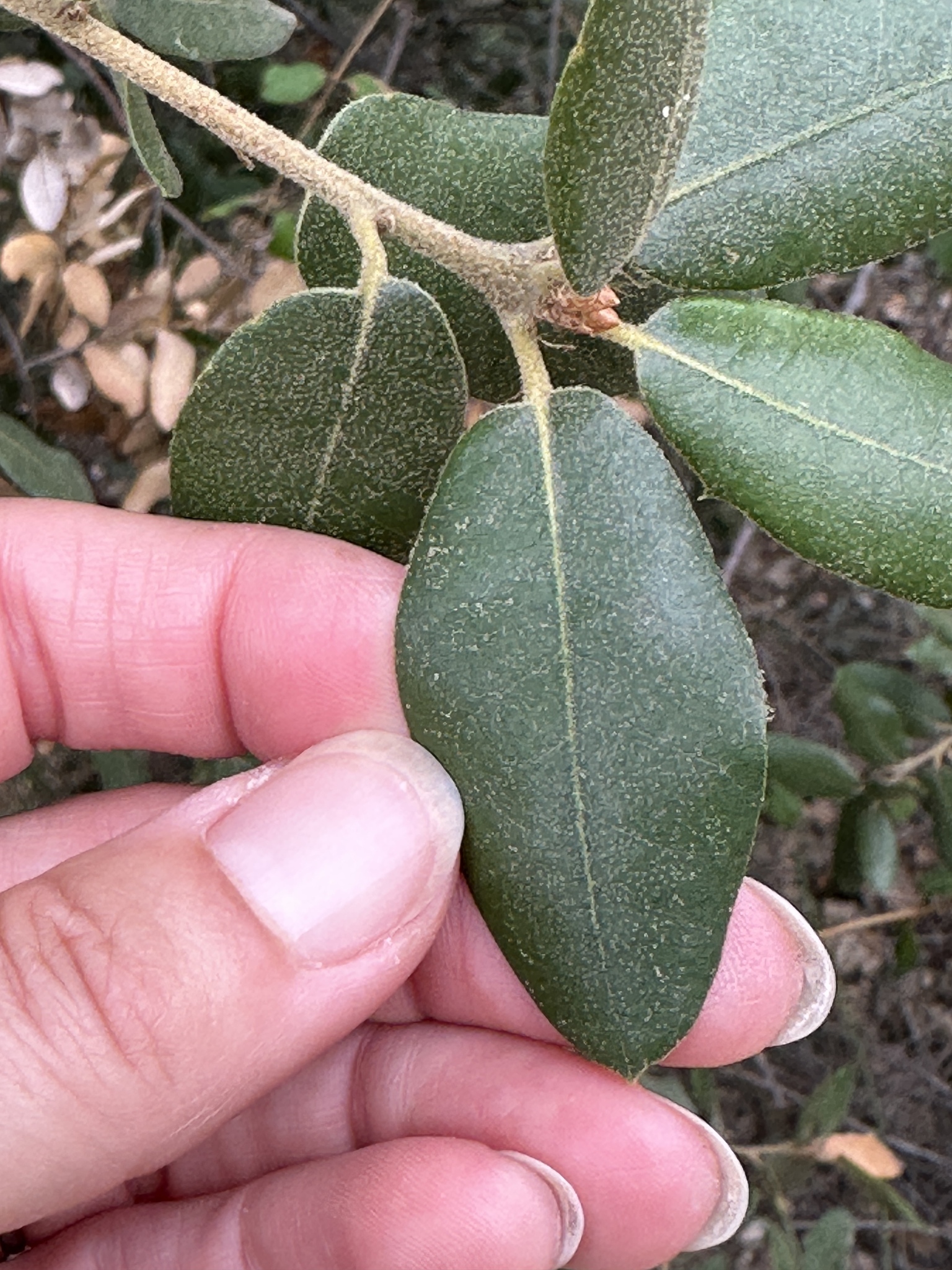 A photo by @adirado on iNaturalist of a Canyon Live Oak leaf top.