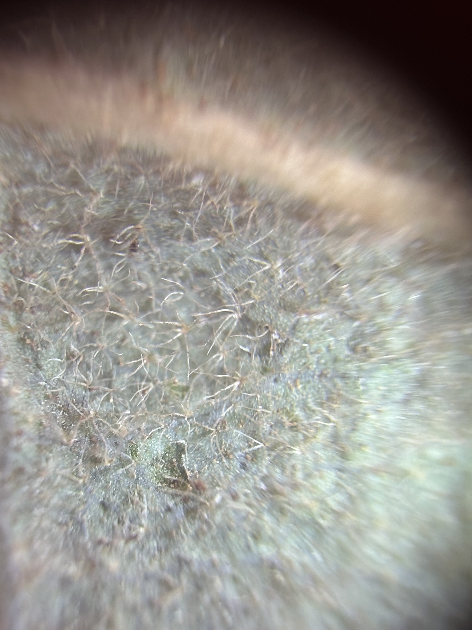 A photo by @possiblybuddha on iNaturalist of a close-up of the underside of a San Gabriel Oak leaf surface.