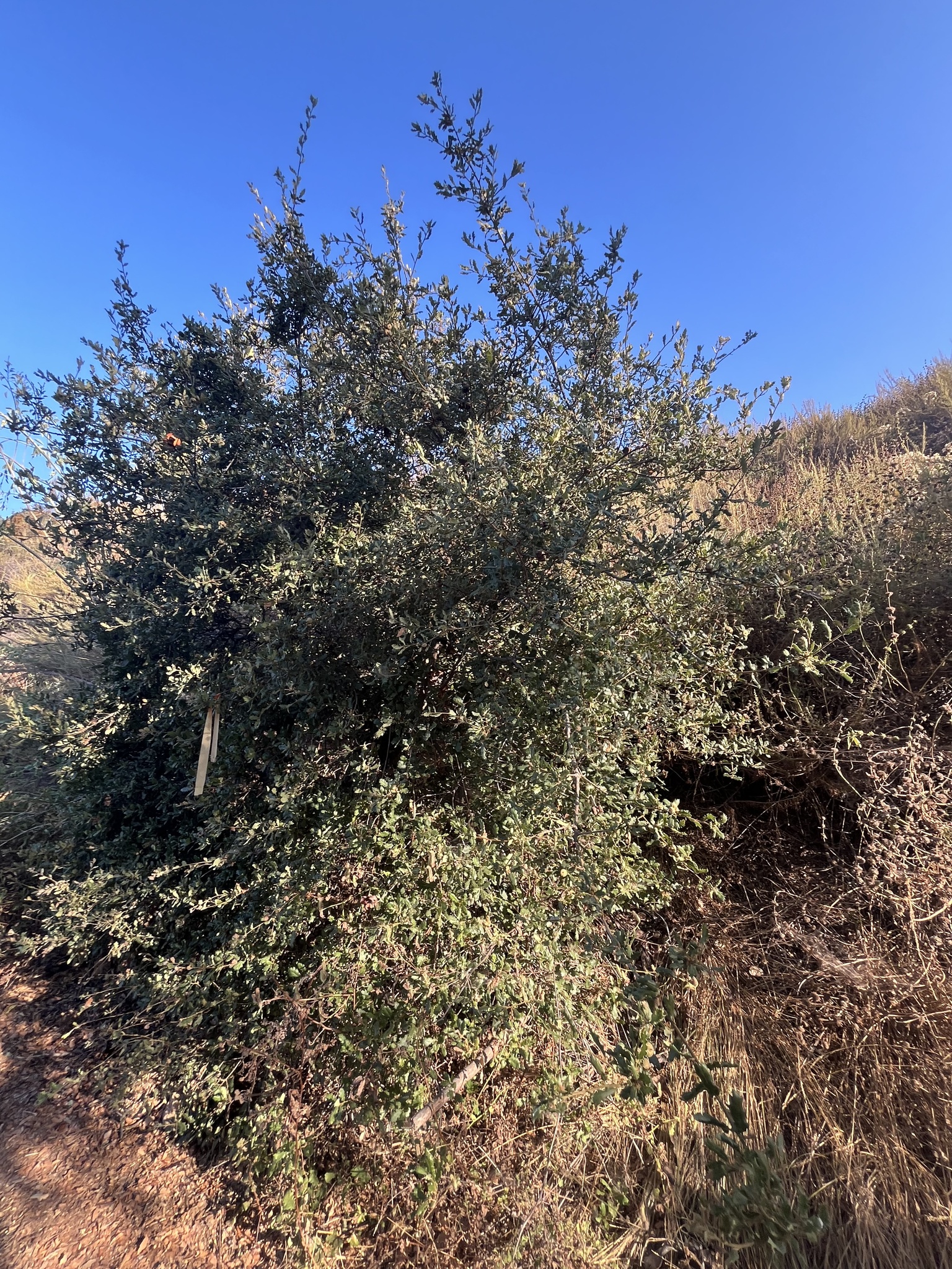 A photo by @gabimclean on iNaturalist of a San Gabriel Oak in its habit.