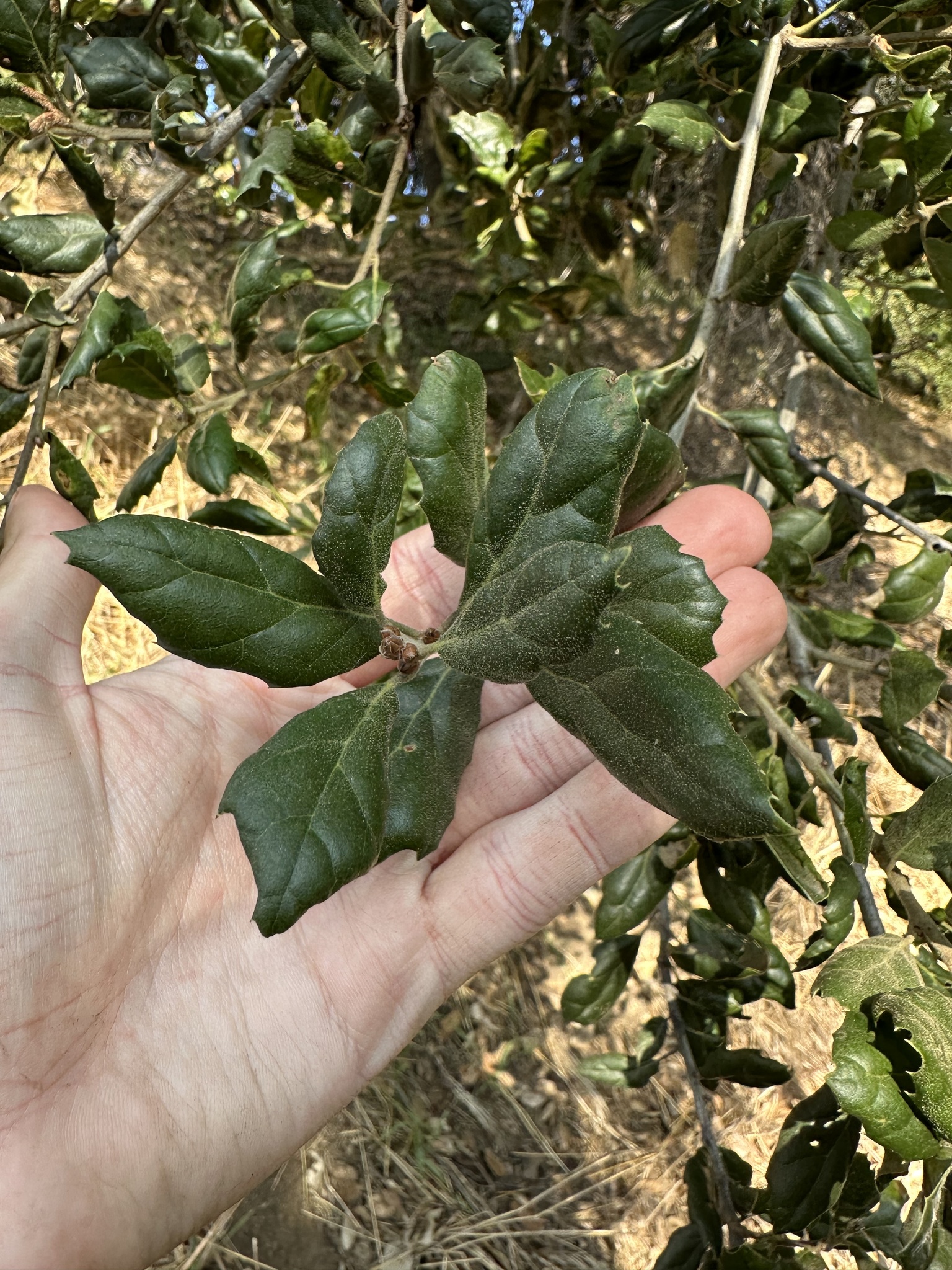 A photo by @possiblybuddha on iNaturalist of a Southern Coast Live Oak leaf top.