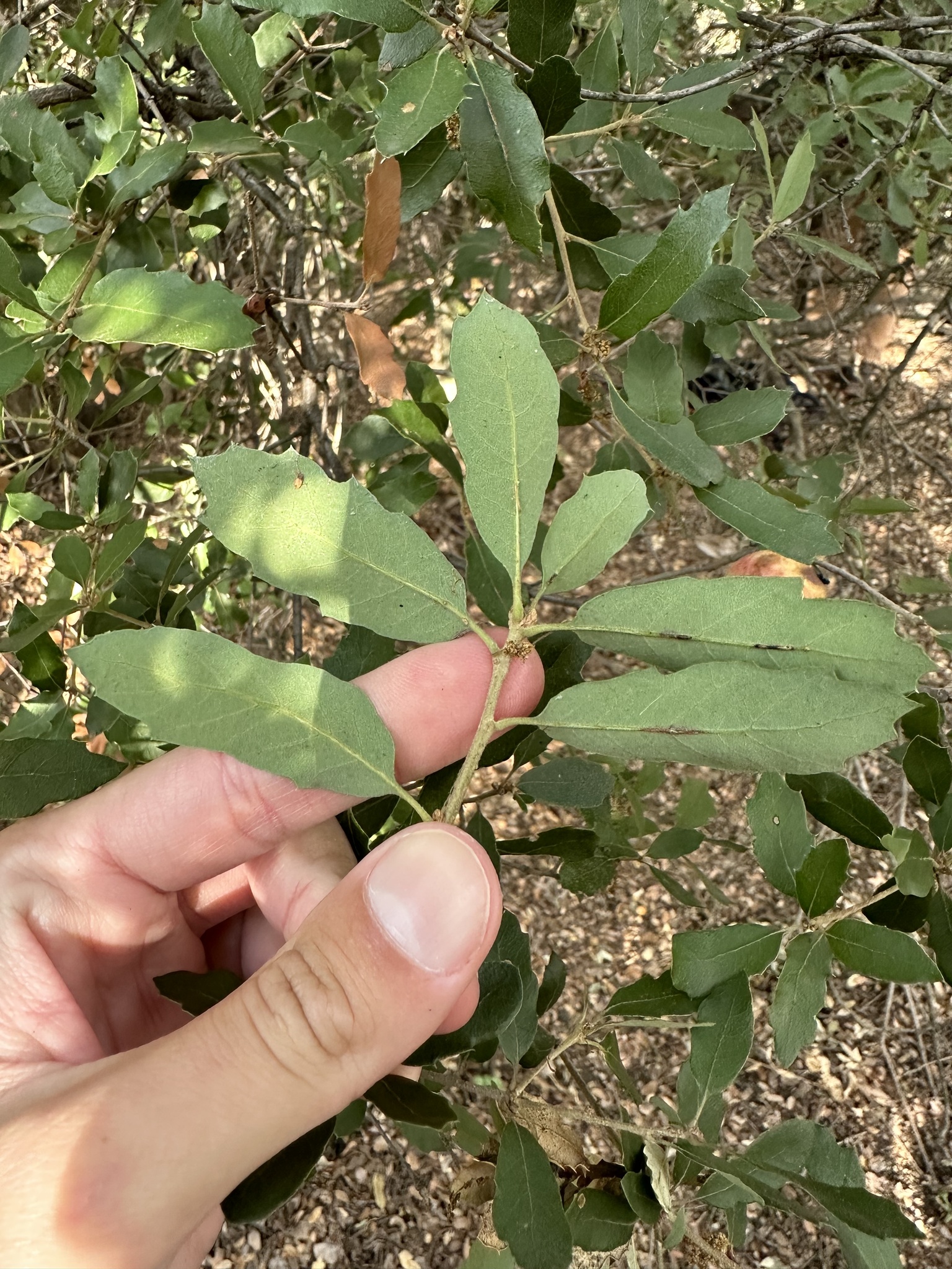 A photo by @possiblybuddha on iNaturalist of a Scrub Oak leaf underside.