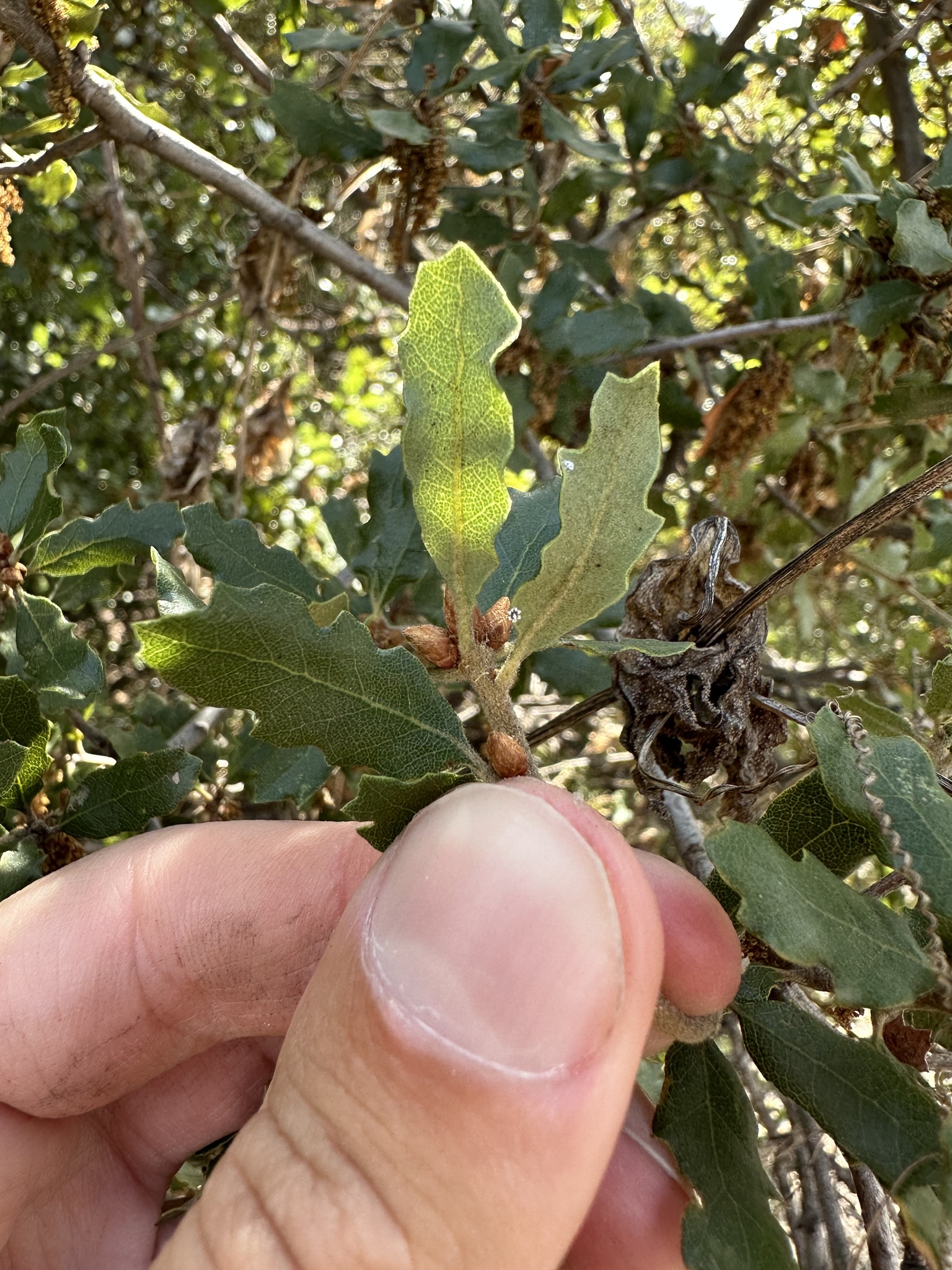 A photo by @possiblybuddha on iNaturalist of an Quercus x ewanii leaf underside.