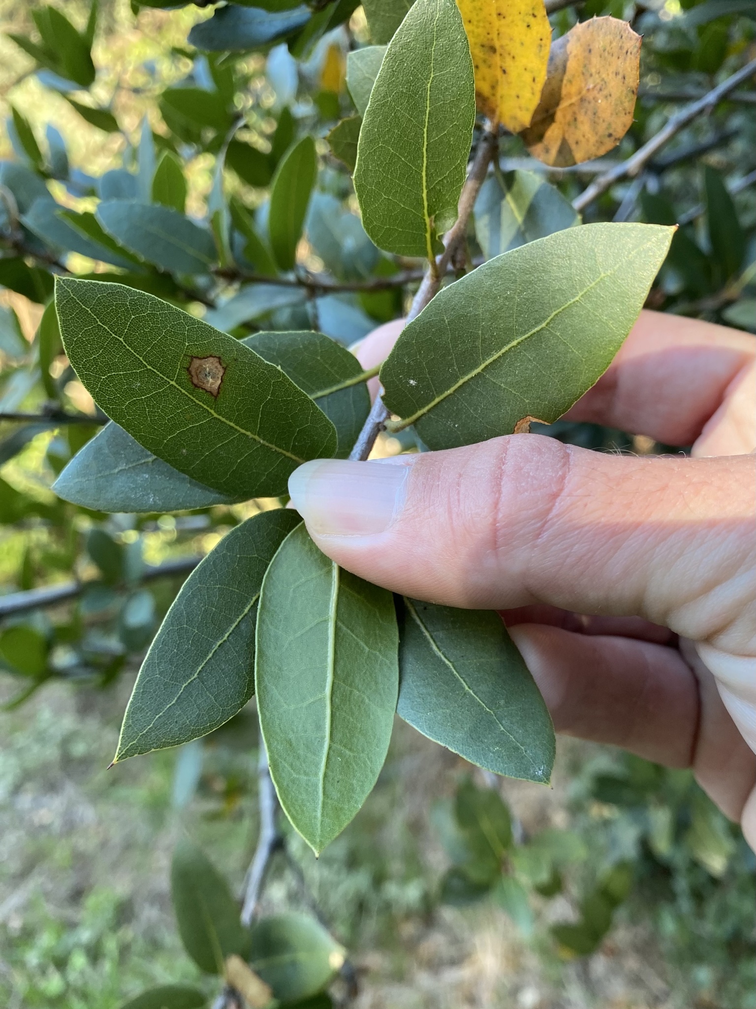 A photo by @patrickdyer on iNaturalist of an Interior Live Oak leaf underside.