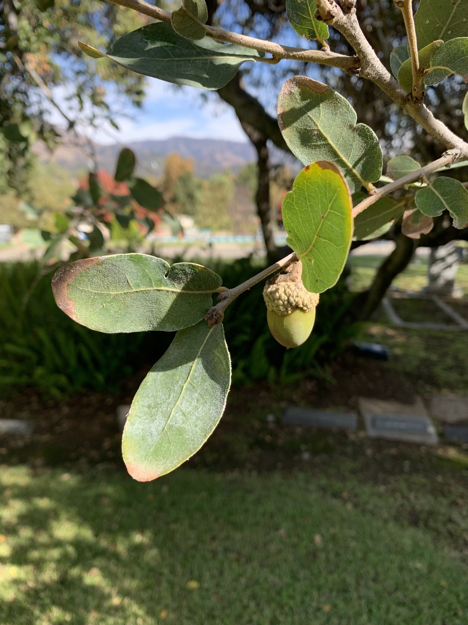A photo by @possiblybuddha on iNaturalist of an Engelmann Oak leaf and acorn.