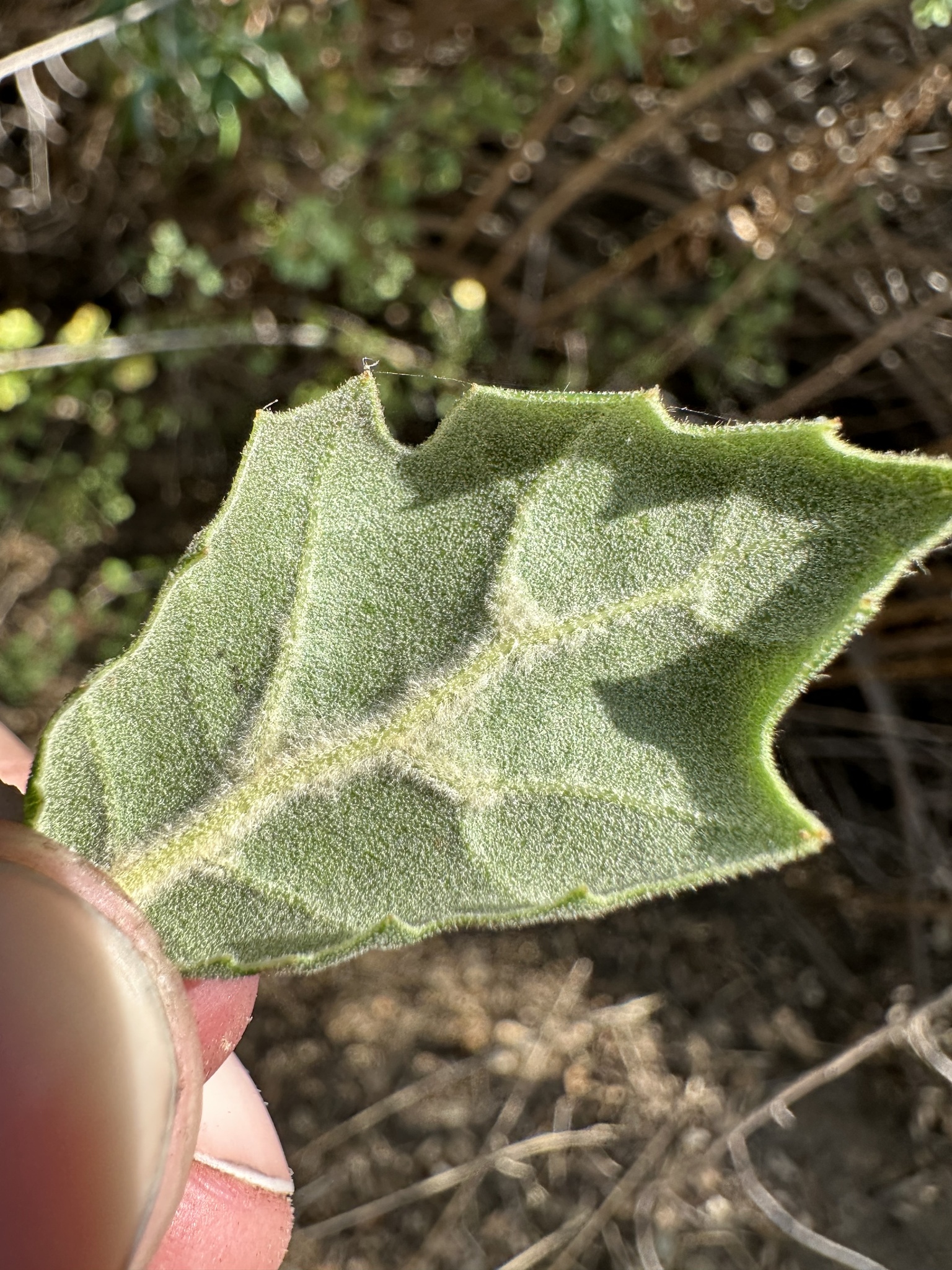 A photo by @possiblybuddha on iNaturalist of a Southern Coast Live Oak leaf underside.