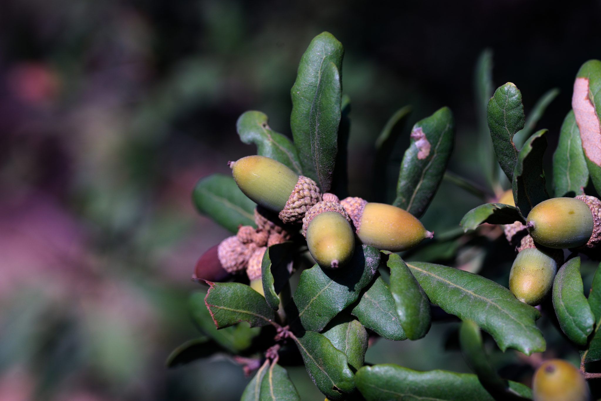 San Gabriel Oak acorns
