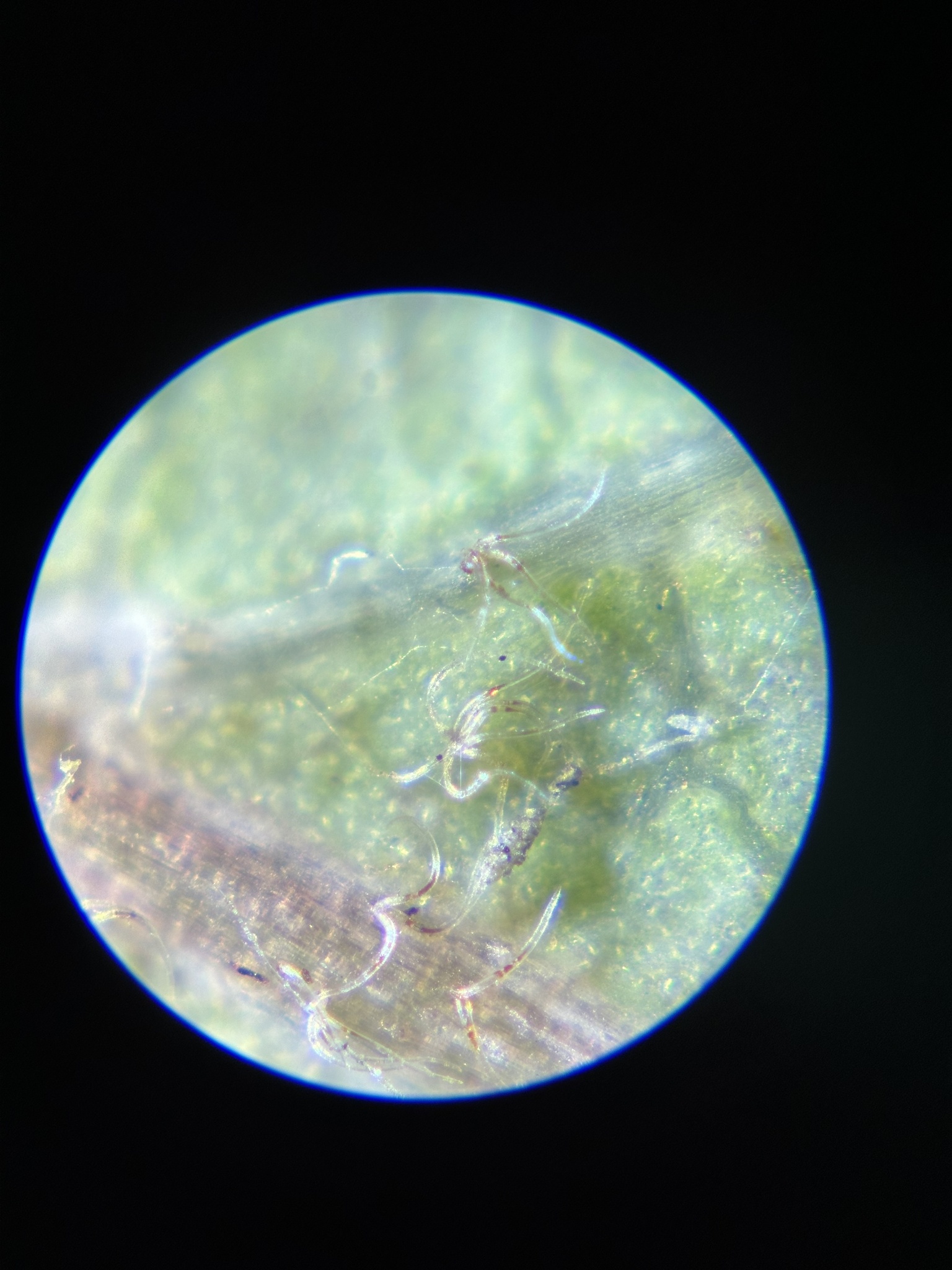 A photo by @possiblybuddha on iNaturalist of an Engelmann Oak leaf underside in macro, with the hairs in focus.