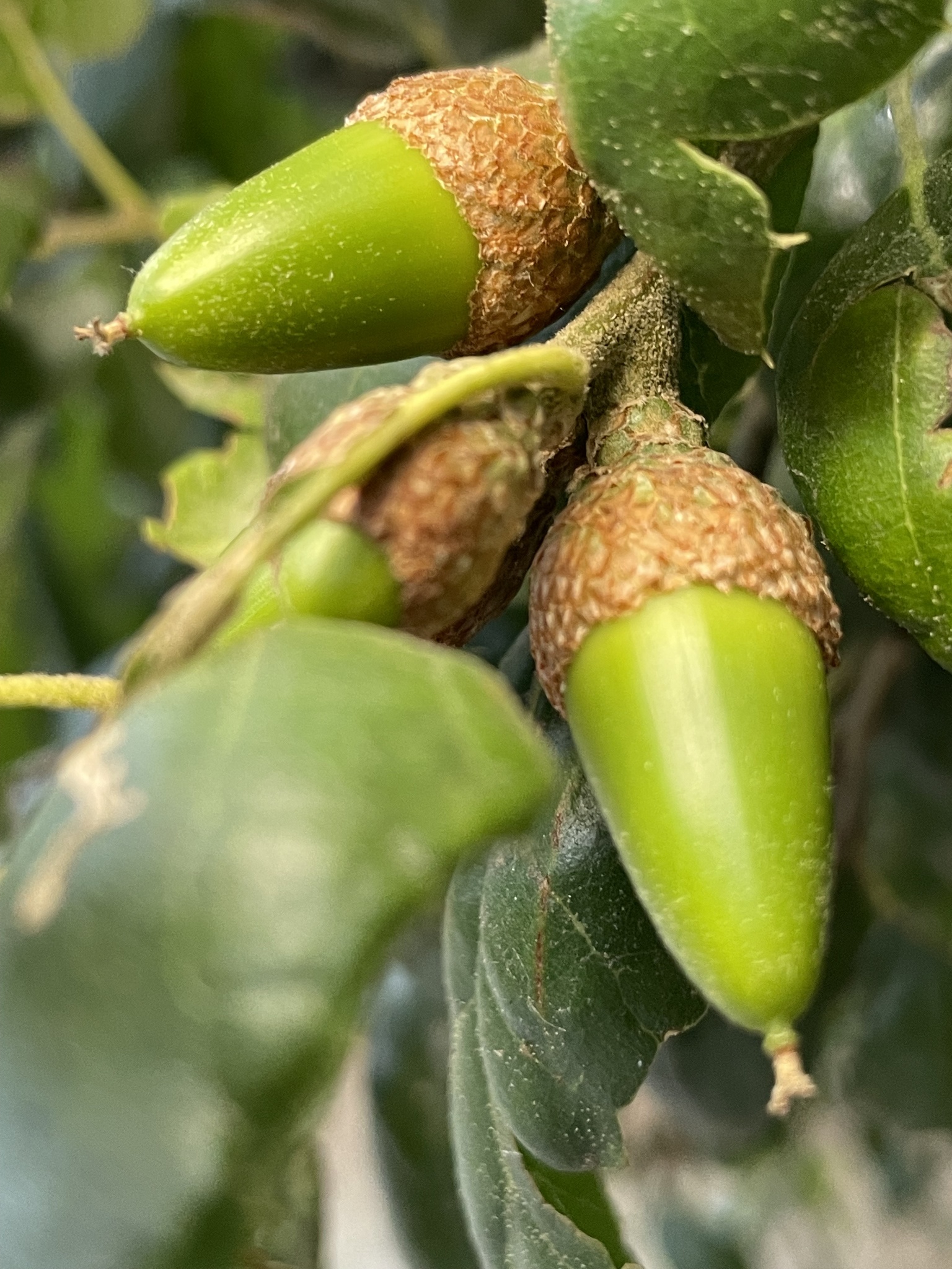 A photo by @adirado on iNaturalist of a California Live Oak tree acorn.