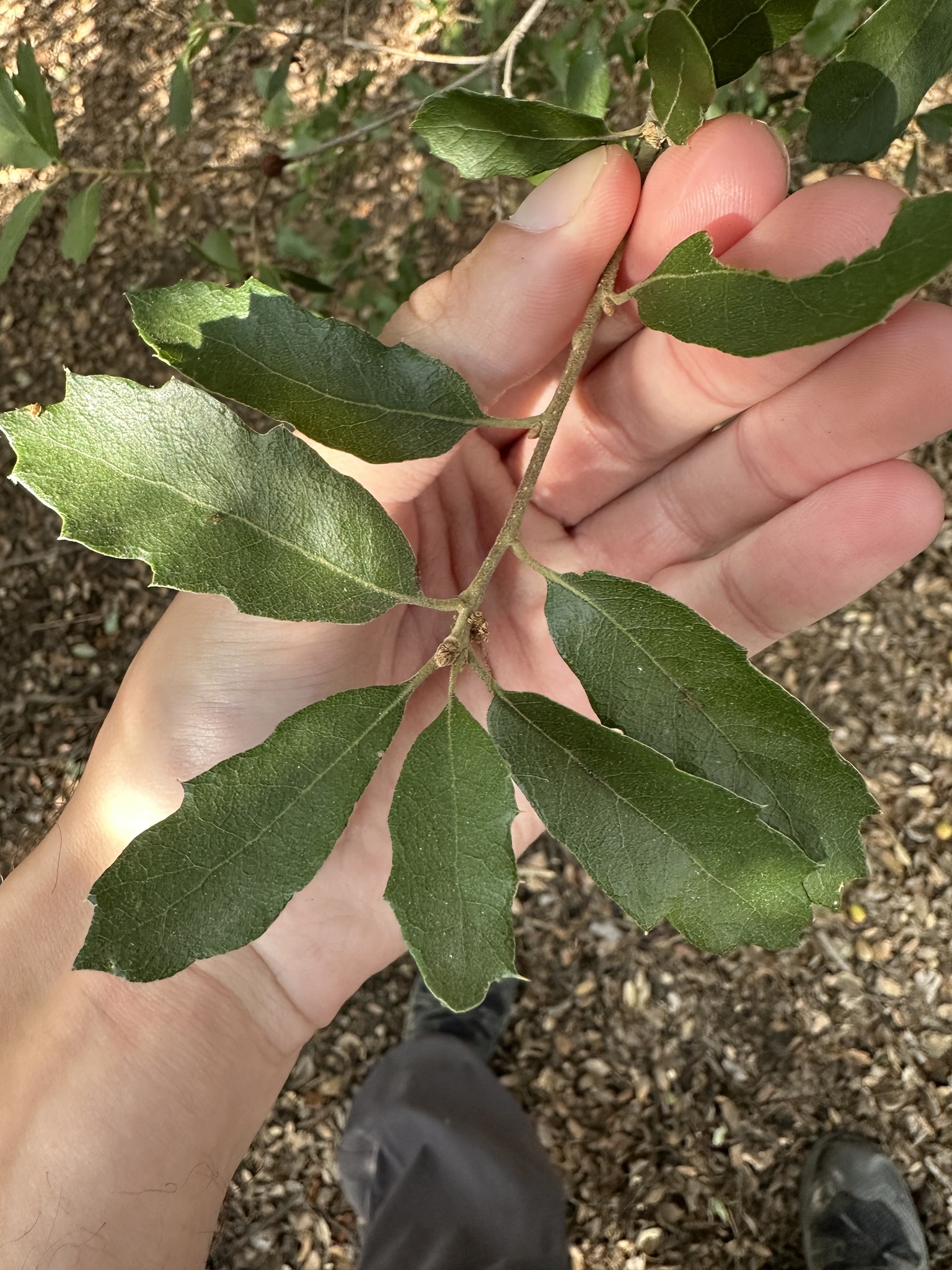A photo by @possiblybuddha on iNaturalist of a Scrub Oak leaf.