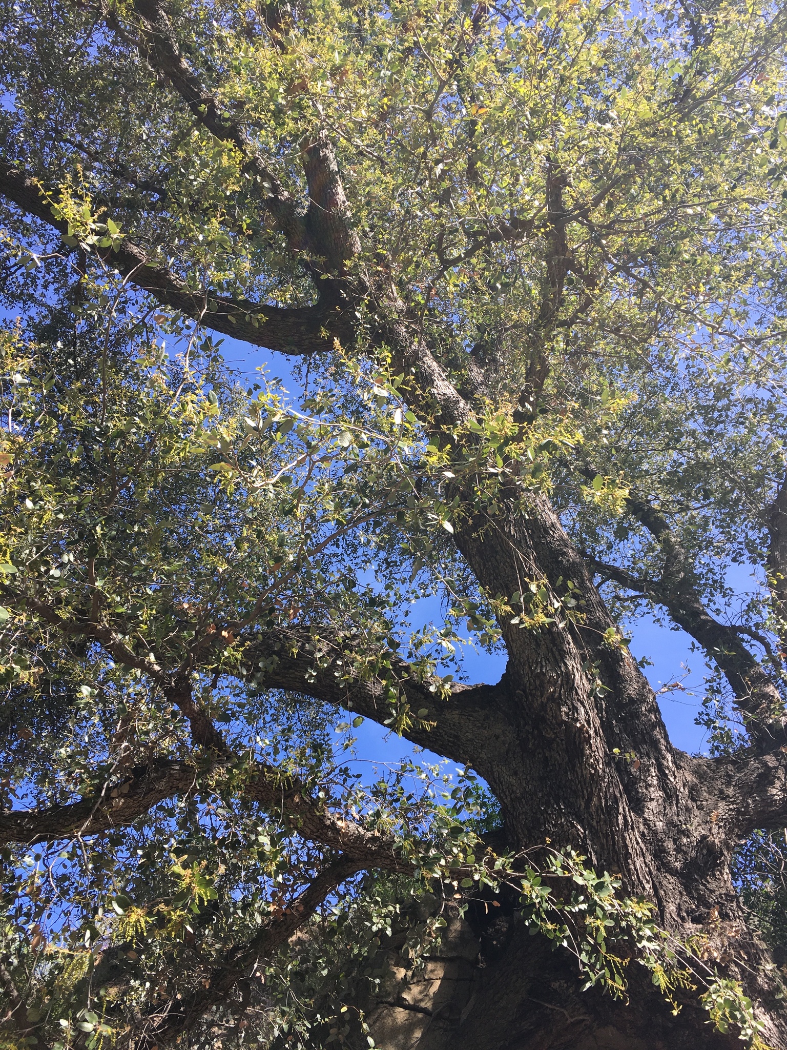 A photo by @adrineaa on iNaturalist of a Canyon Live Oak trunk.