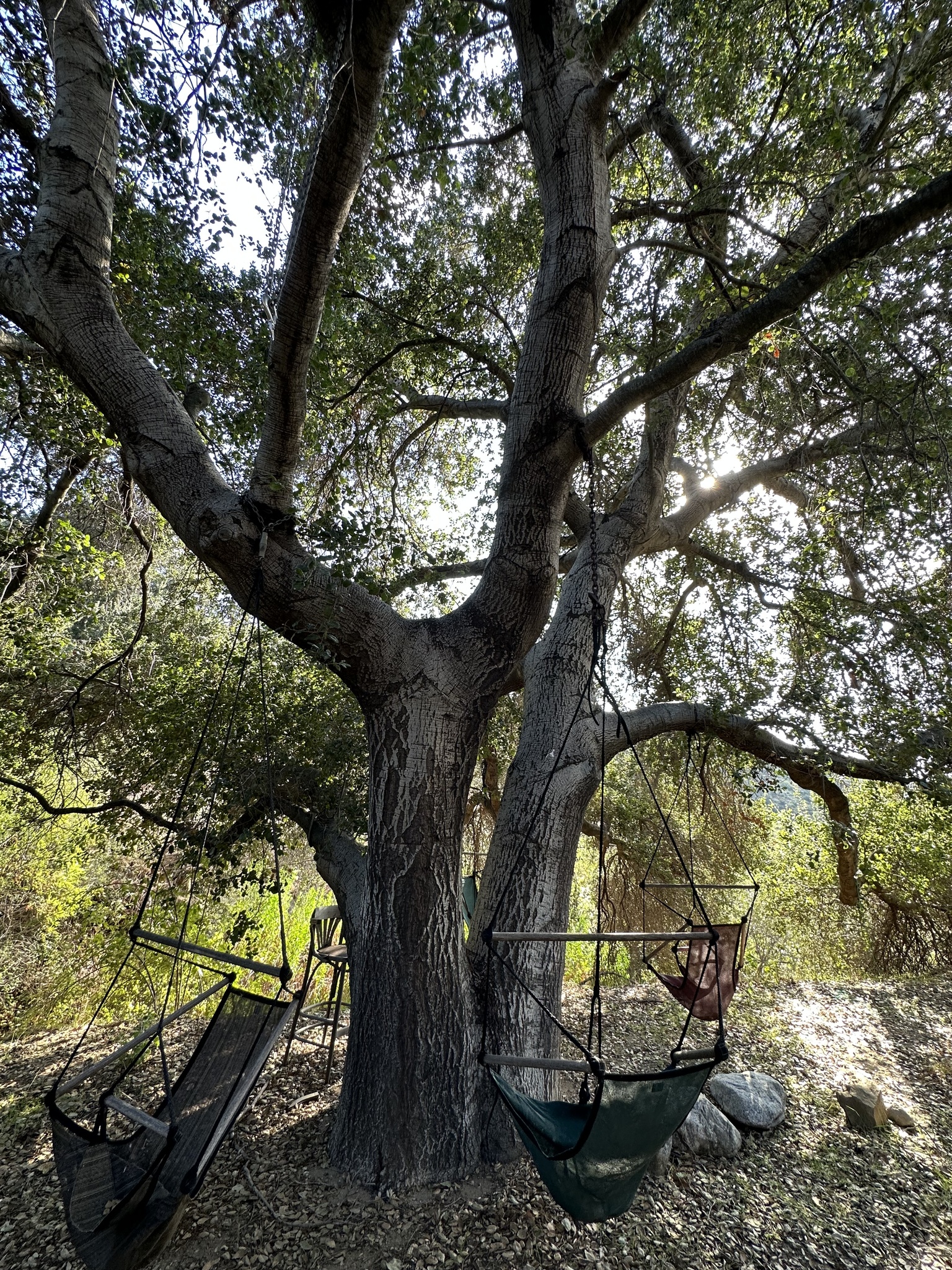 A photo by @possiblybuddha on iNaturalist of a Southern Coast Live Oak in its habit.