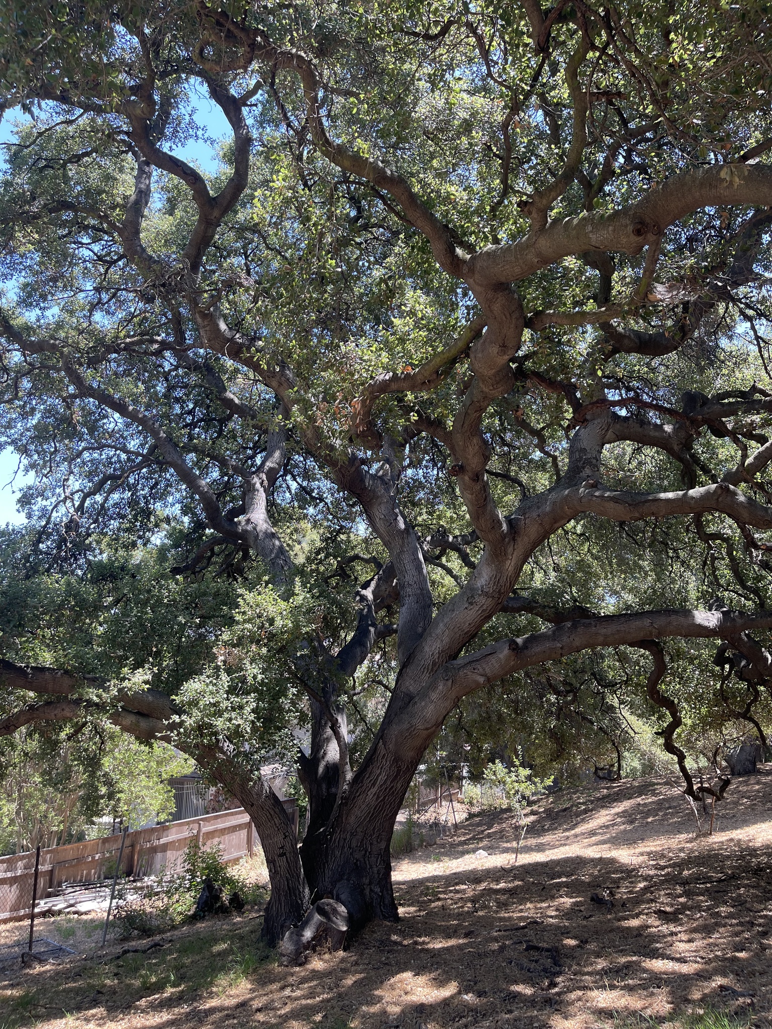A photo by @klicklo on iNaturalist of a California Live Oak tree in its habit.
