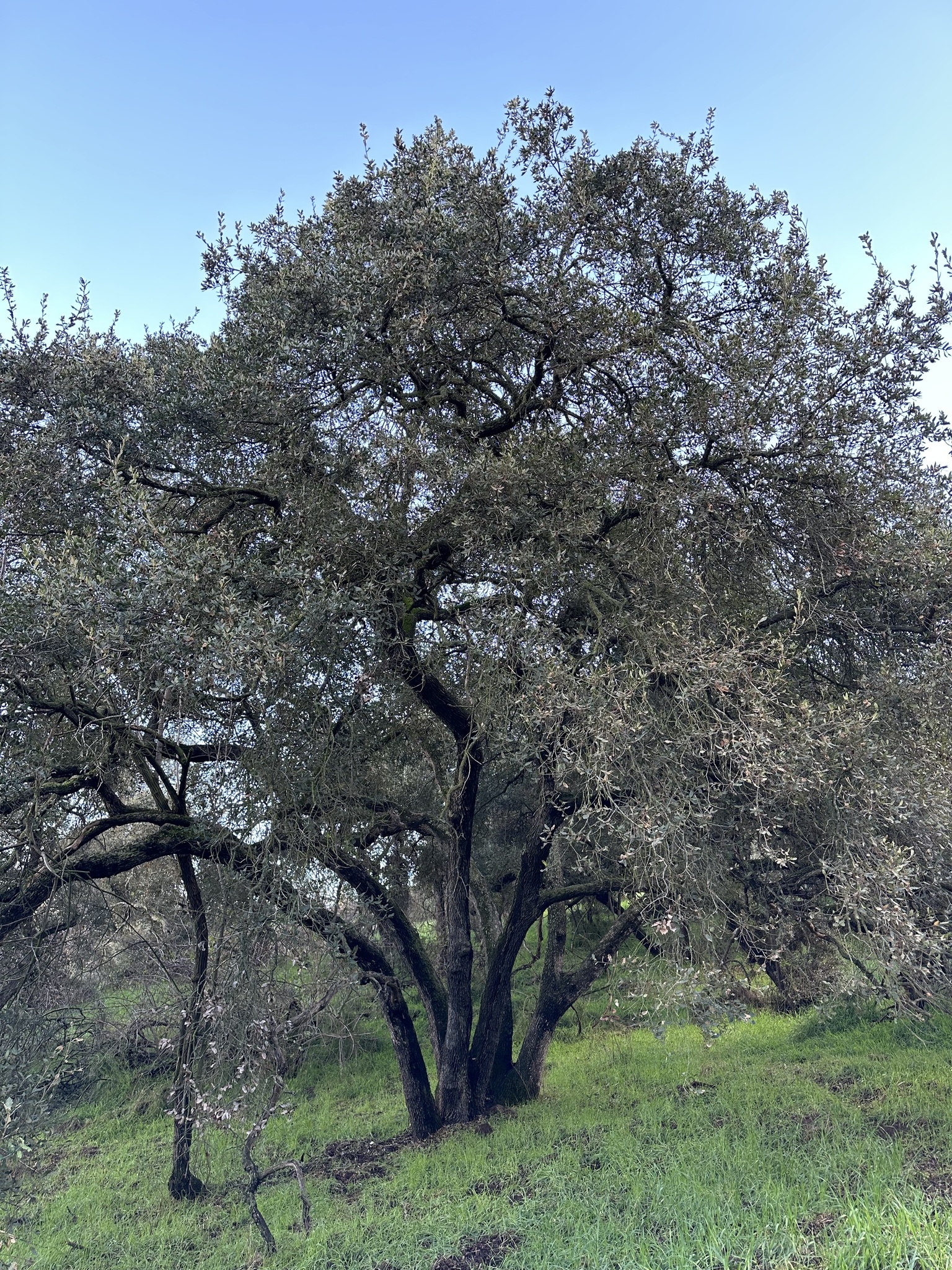 A photo by @possiblybuddha on iNaturalist of an Quercus x ewanii in its habit.