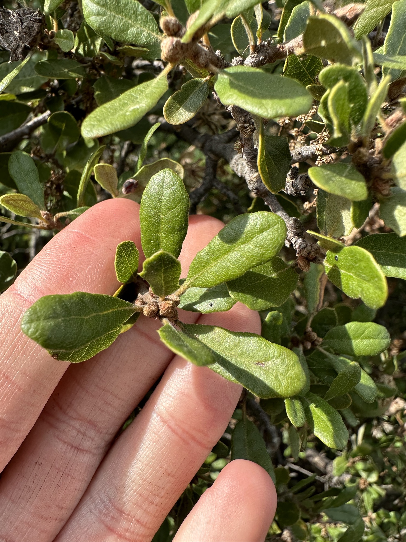 A photo by @possiblybuddha on iNaturalist of San Gabriel Oak top leaf surface.